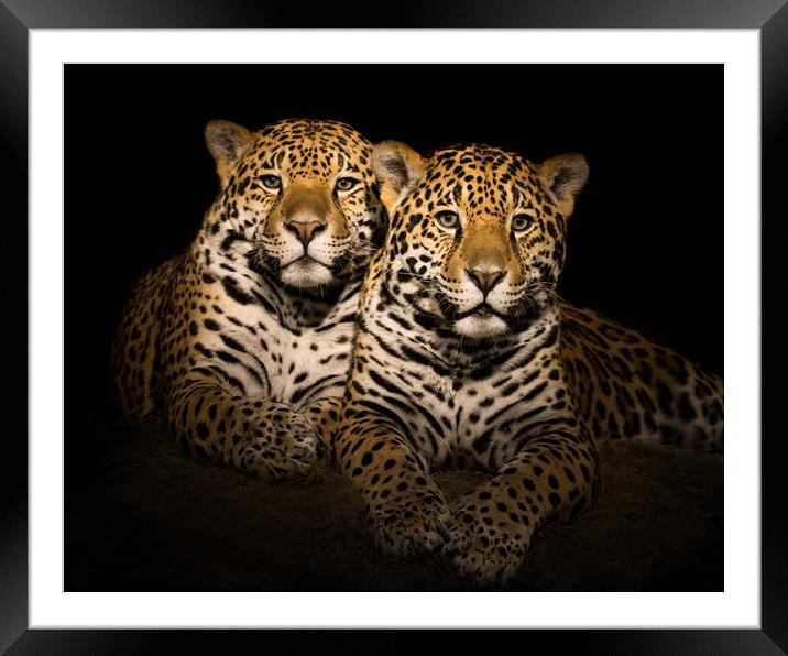 Jaguar Pair V Framed Mounted Print by Abeselom Zerit