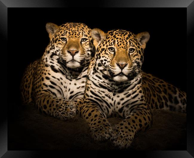 Jaguar Pair V Framed Print by Abeselom Zerit