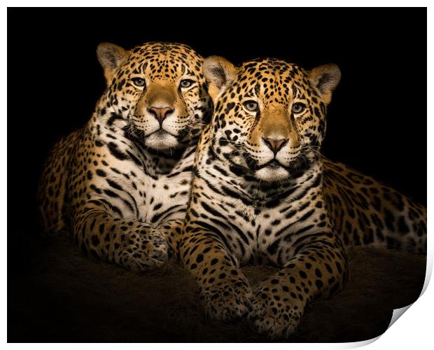 Jaguar Pair V Print by Abeselom Zerit