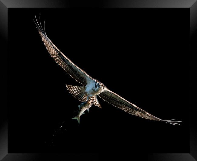 Osprey Catch VIII Framed Print by Abeselom Zerit
