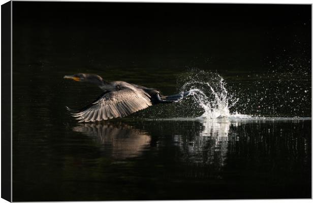 Cormorant Takeoff Canvas Print by Abeselom Zerit