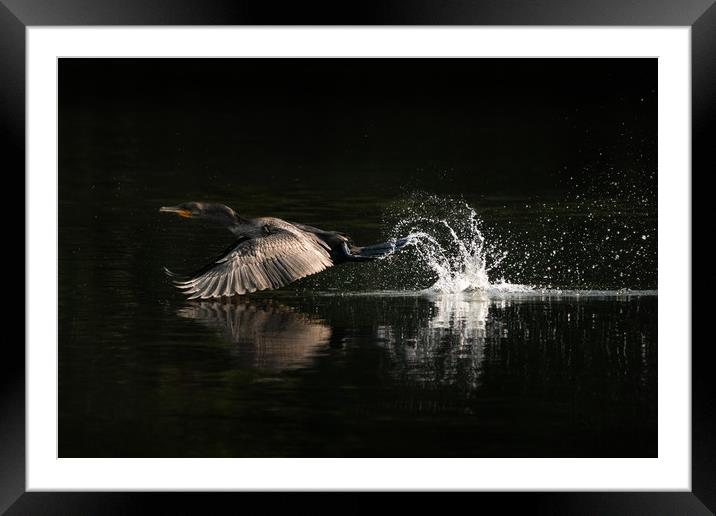 Cormorant Takeoff Framed Mounted Print by Abeselom Zerit