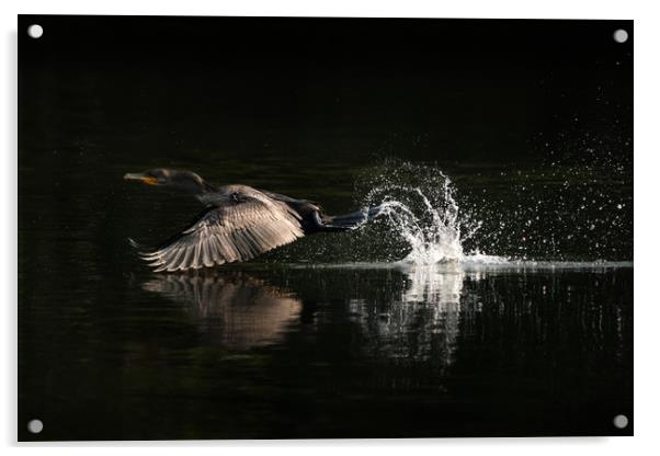 Cormorant Takeoff Acrylic by Abeselom Zerit