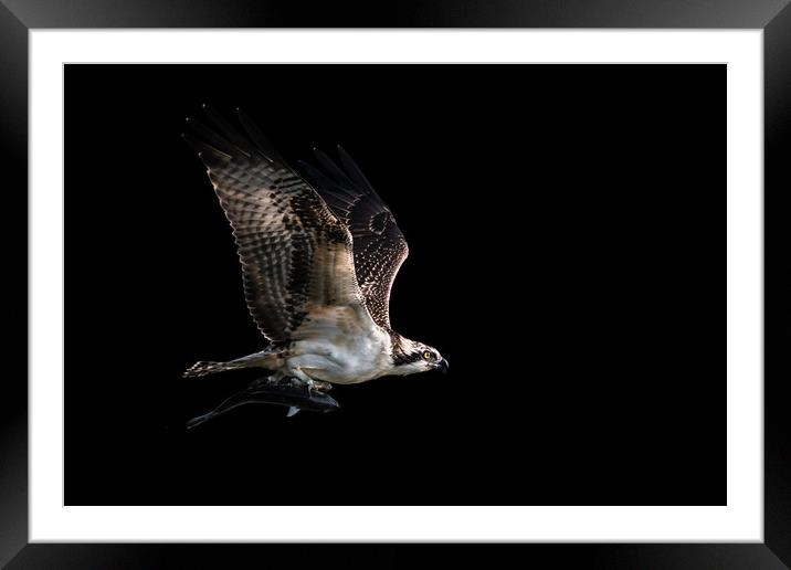 Osprey Catch VII Framed Mounted Print by Abeselom Zerit