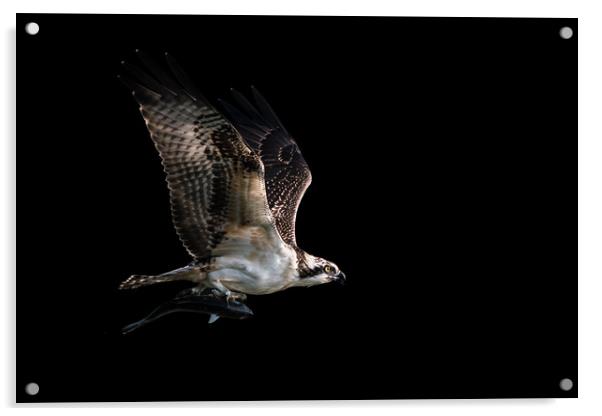 Osprey Catch VII Acrylic by Abeselom Zerit