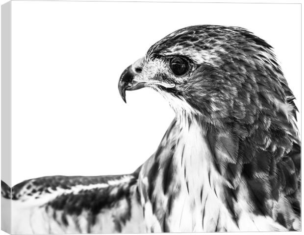 Red-Tailed Hawk II Canvas Print by Abeselom Zerit