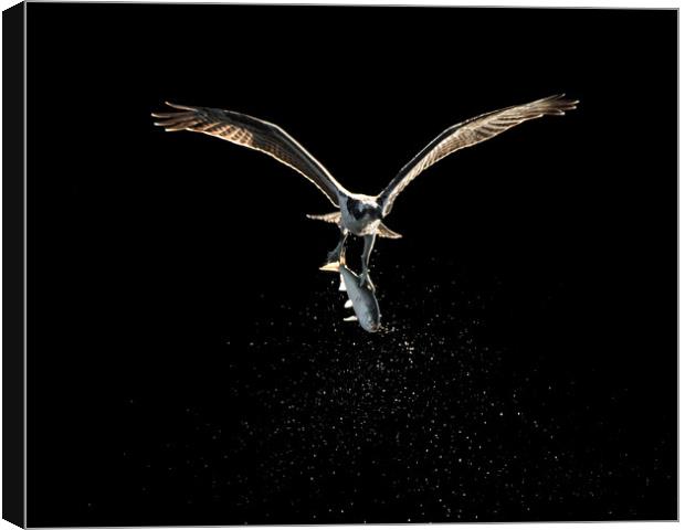Osprey in Flight With Catch XVIII Canvas Print by Abeselom Zerit