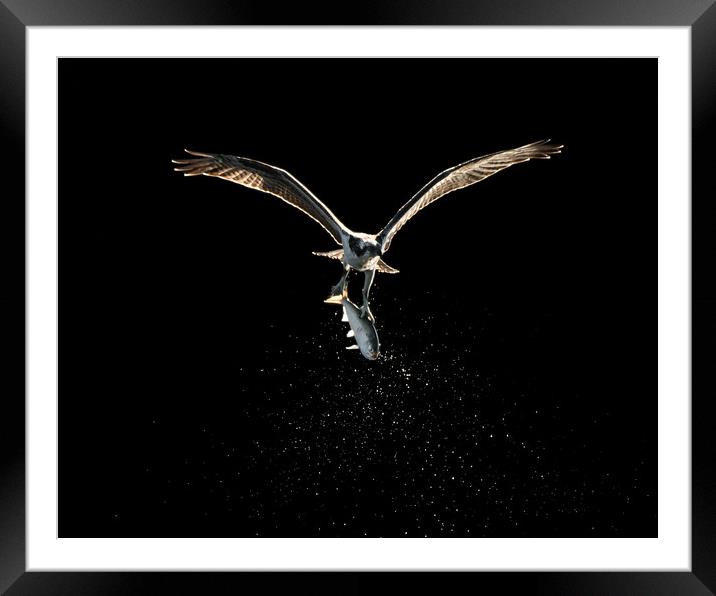 Osprey in Flight With Catch XVIII Framed Mounted Print by Abeselom Zerit