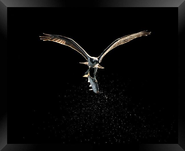 Osprey in Flight With Catch XVIII Framed Print by Abeselom Zerit