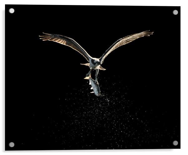Osprey in Flight With Catch XVIII Acrylic by Abeselom Zerit