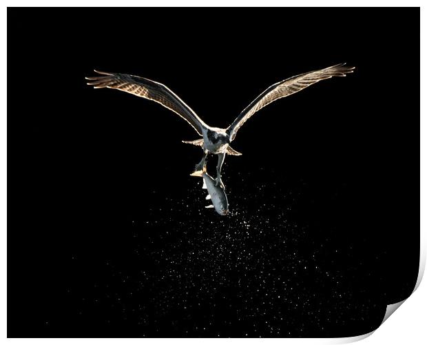 Osprey in Flight With Catch XVIII Print by Abeselom Zerit