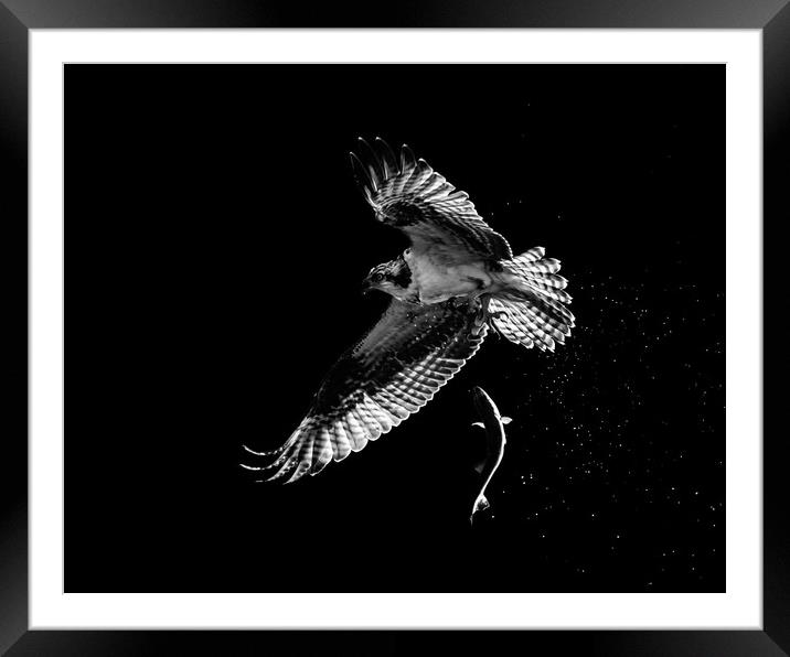 Osprey Catch and Release Framed Mounted Print by Abeselom Zerit