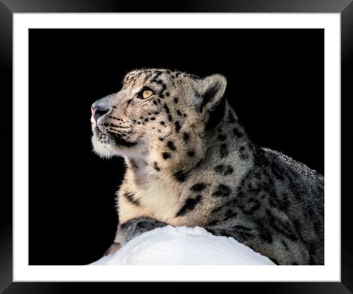 Sunbathing Snow Leopard II Framed Mounted Print by Abeselom Zerit
