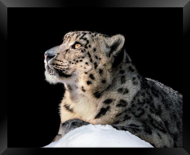 Sunbathing Snow Leopard II Framed Print by Abeselom Zerit