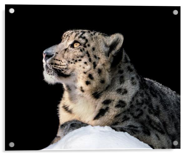 Sunbathing Snow Leopard II Acrylic by Abeselom Zerit