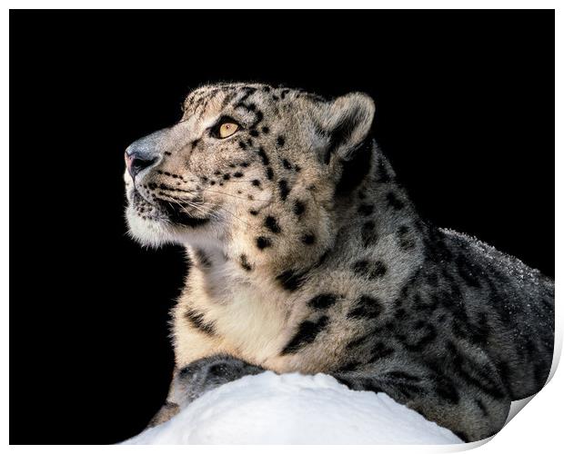 Sunbathing Snow Leopard II Print by Abeselom Zerit