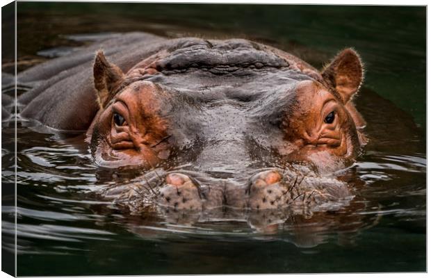 Submerged Hippo Canvas Print by Abeselom Zerit