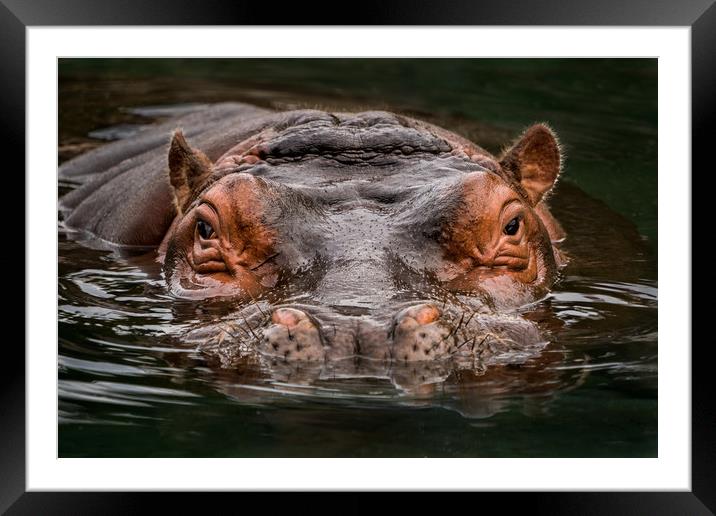 Submerged Hippo Framed Mounted Print by Abeselom Zerit