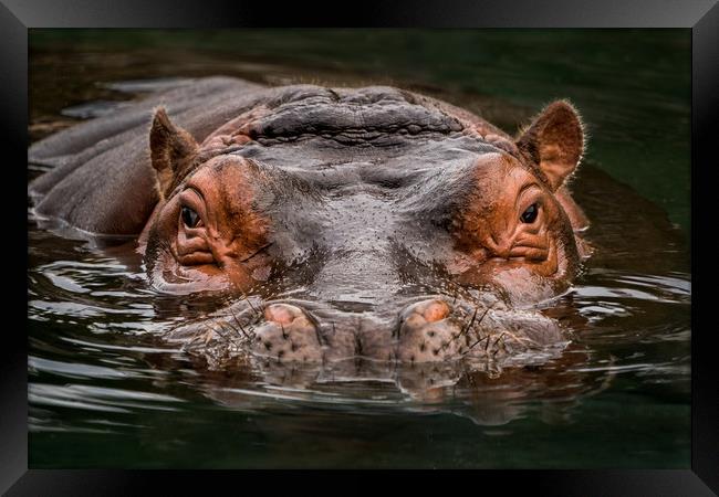 Submerged Hippo Framed Print by Abeselom Zerit