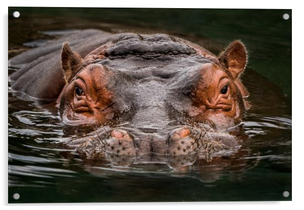 Submerged Hippo Acrylic by Abeselom Zerit