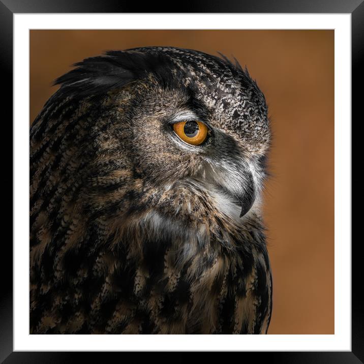 Eurasian Eagle Owl VI Framed Mounted Print by Abeselom Zerit