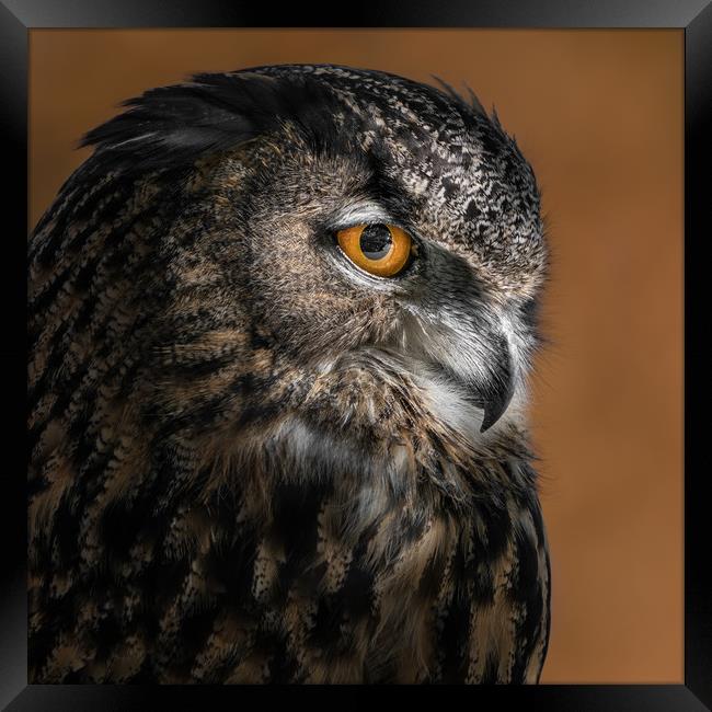 Eurasian Eagle Owl VI Framed Print by Abeselom Zerit