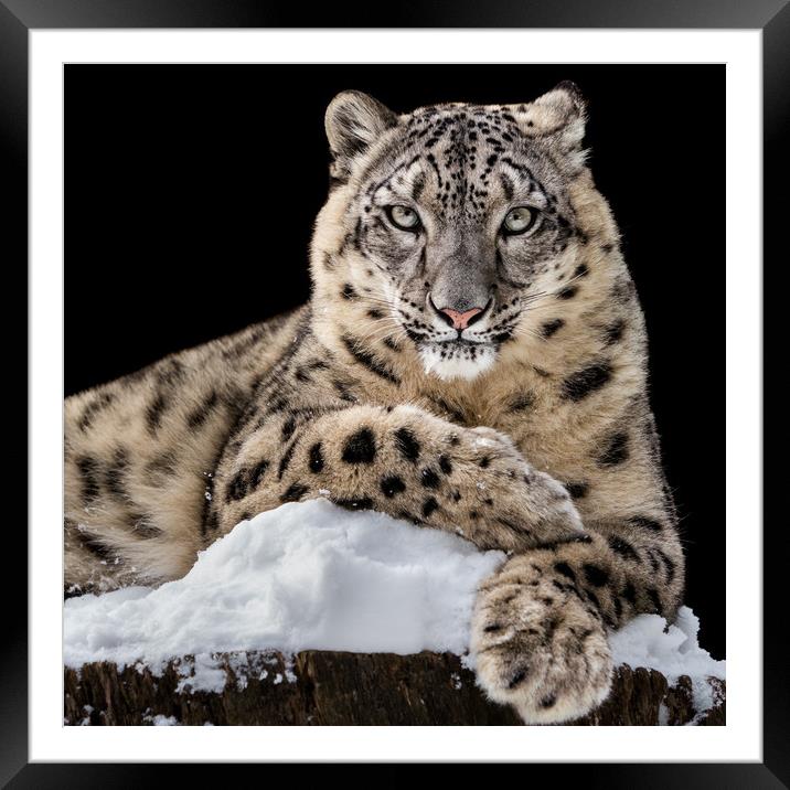 Sunbathing Snow Leopard IV Framed Mounted Print by Abeselom Zerit