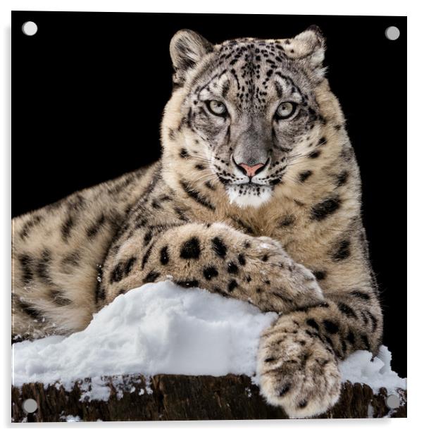 Sunbathing Snow Leopard IV Acrylic by Abeselom Zerit