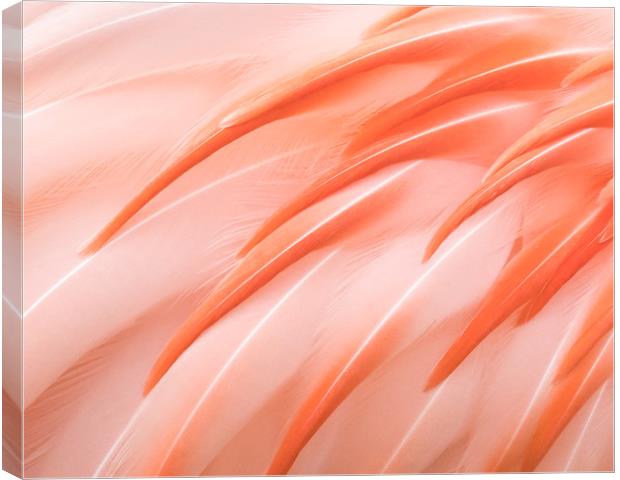 Flamingo Closeup III Canvas Print by Abeselom Zerit
