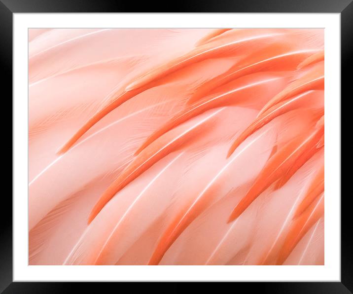 Flamingo Closeup III Framed Mounted Print by Abeselom Zerit