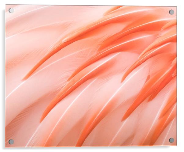 Flamingo Closeup III Acrylic by Abeselom Zerit