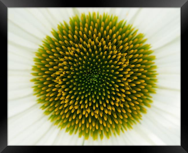 Coneflower Closeup Framed Print by Abeselom Zerit