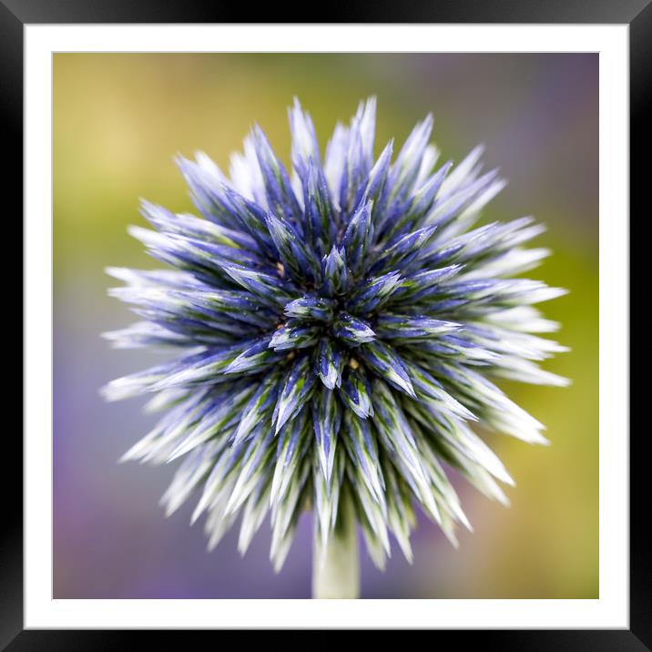 Purple Globe Thistle Framed Mounted Print by Abeselom Zerit