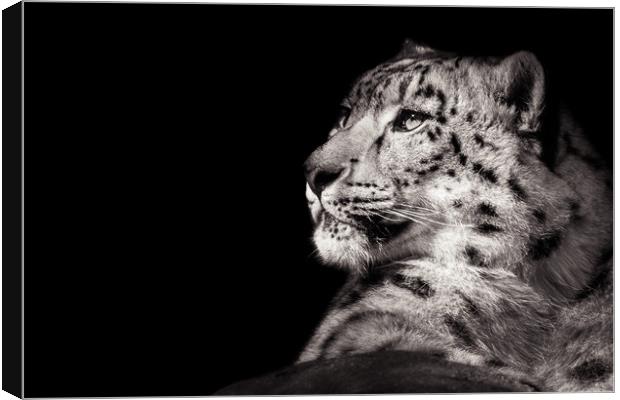Snow Leopard XI B&W Canvas Print by Abeselom Zerit