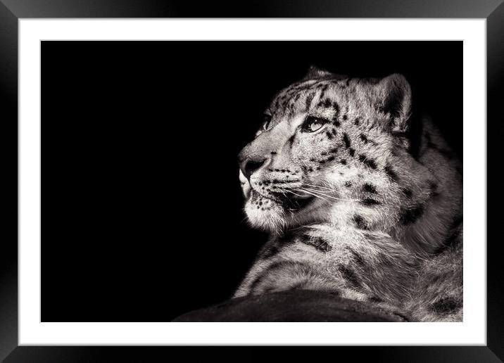 Snow Leopard XI B&W Framed Mounted Print by Abeselom Zerit