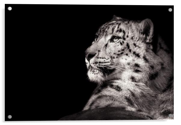 Snow Leopard XI B&W Acrylic by Abeselom Zerit