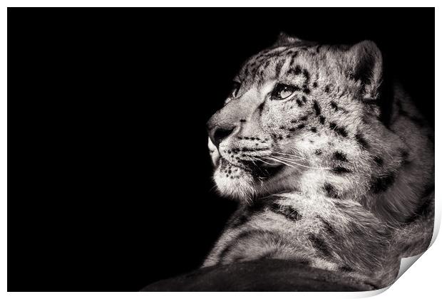 Snow Leopard XI B&W Print by Abeselom Zerit
