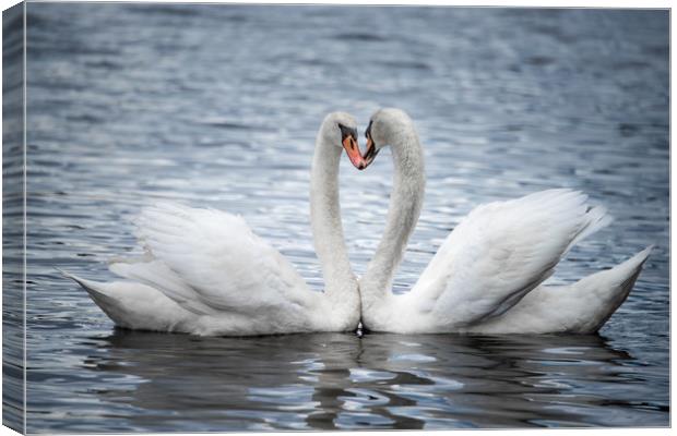 Courting Mute Swans Canvas Print by Abeselom Zerit