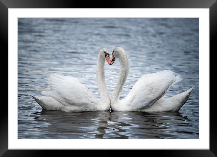 Courting Mute Swans Framed Mounted Print by Abeselom Zerit