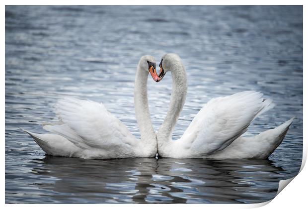 Courting Mute Swans Print by Abeselom Zerit