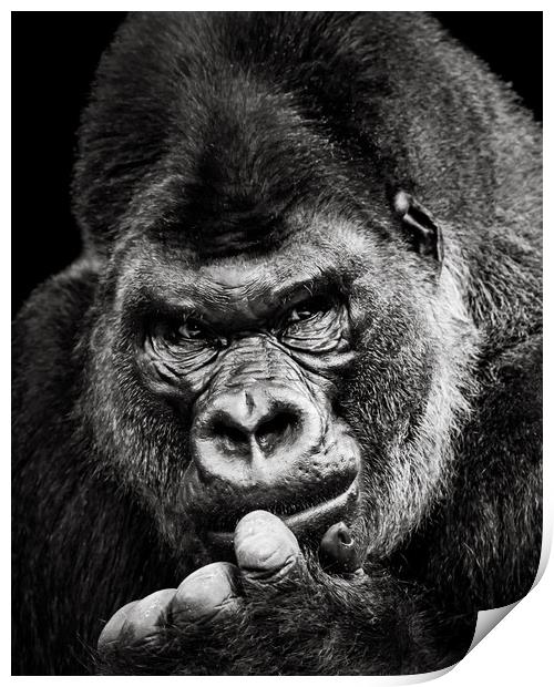 Western Lowland Gorilla X Print by Abeselom Zerit