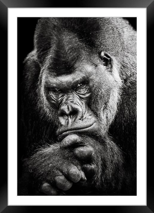Western Lowland Gorilla BW II Framed Mounted Print by Abeselom Zerit