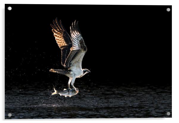 Osprey Takeoff V Acrylic by Abeselom Zerit