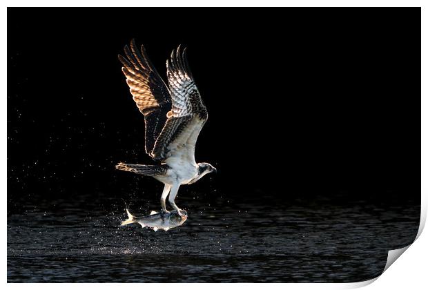 Osprey Takeoff V Print by Abeselom Zerit