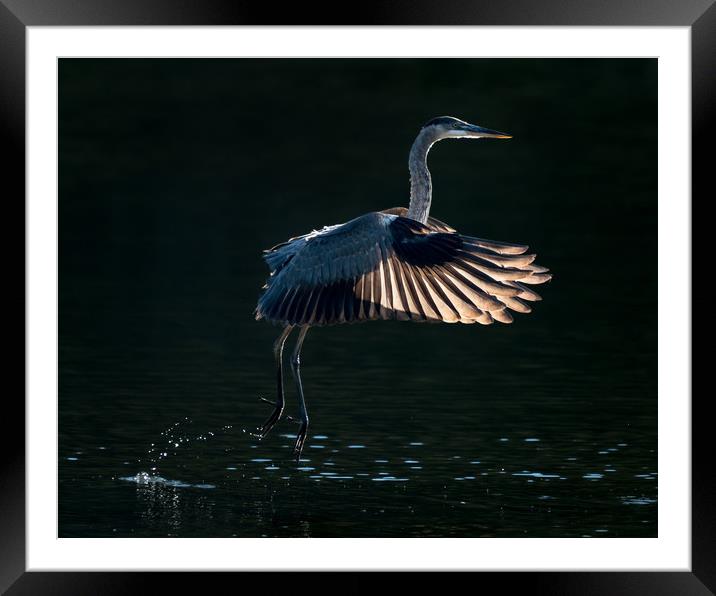 Great Blue Heron in Flight V Framed Mounted Print by Abeselom Zerit