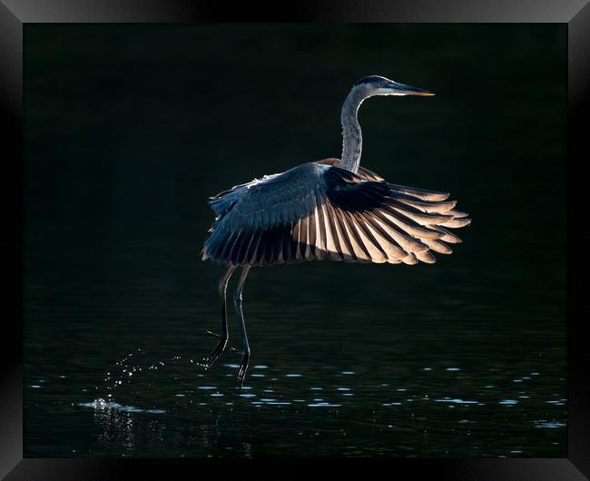 Great Blue Heron in Flight V Framed Print by Abeselom Zerit
