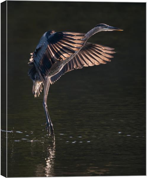 Great Blue Heron in Flight IX Canvas Print by Abeselom Zerit