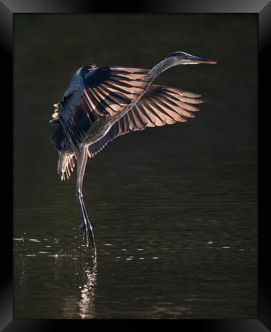 Great Blue Heron in Flight IX Framed Print by Abeselom Zerit