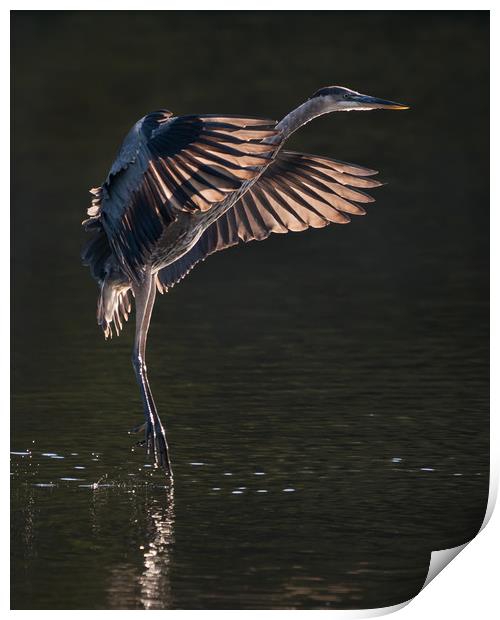 Great Blue Heron in Flight IX Print by Abeselom Zerit