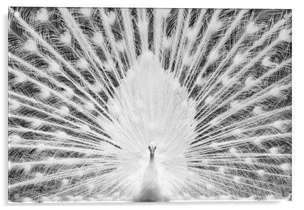 White Peacock Acrylic by Abeselom Zerit